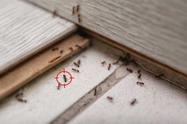 Best Commercial Pest Control Services  in Hillsboro, OH