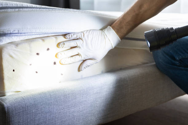 Best Wasp Removal Services  in Hillsboro, OH