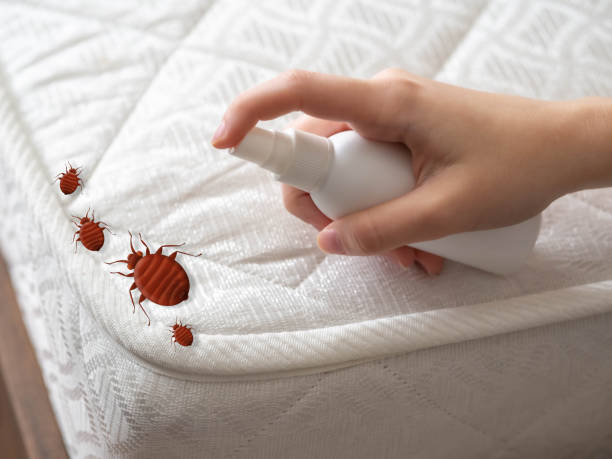 Best Termite Control Services  in Hillsboro, OH