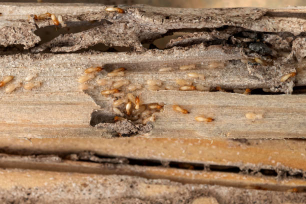 Best Ant Control Services  in Hillsboro, OH